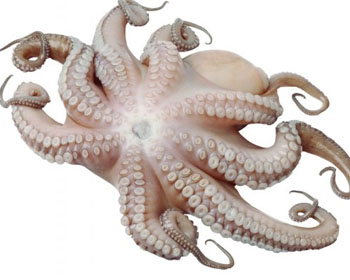 Pulpo